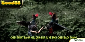 Chiến Thuật Đá Gà Hiệu Quả Giúp Sư Kê Bách Chiến Bách Thắng