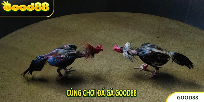 Cùng Chơi Đá gà good88