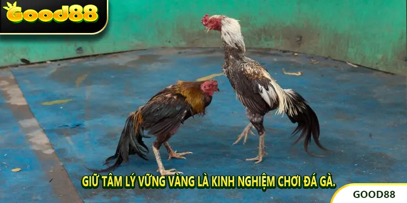 Giữ tâm lý vững vàng là kinh nghiệm chơi đá gà.