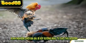 Kinh nghiệm chơi đá gà: Bí kíp xương máu từ cao thủ GOOD88