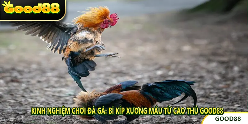 Kinh nghiệm chơi đá gà: Bí kíp xương máu từ cao thủ GOOD88