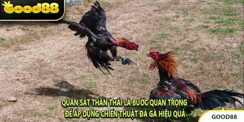 Quan sát thần thái là bước quan trọng để áp dụng chiến thuật đá gà hiệu quả.