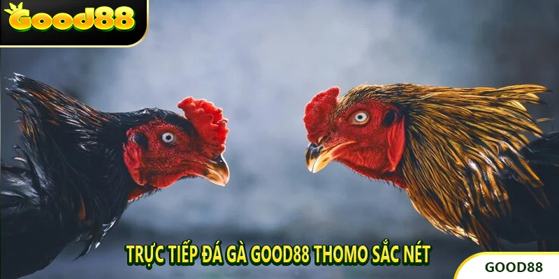 Trực tiếp Đá Gà Good88 Thomo sắc nét