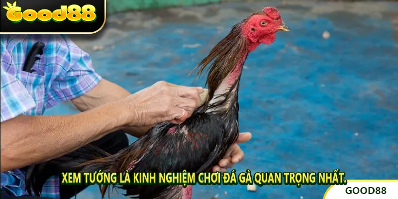 Xem tướng là kinh nghiệm chơi đá gà quan trọng nhất.